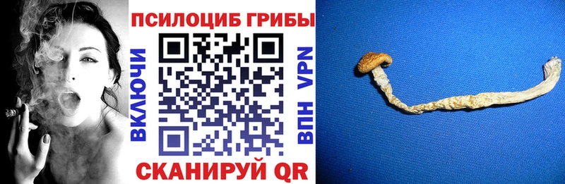 сколько стоит  Ликино-Дулёво  Псилоцибиновые грибы Psilocybine cubensis 